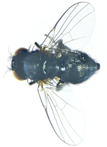 Réf. 300 405 : Hexomyza simplicoides